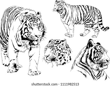 vector drawings sketches different predator , tigers lions cheetahs and leopards are drawn in ink by hand , objects with no background

