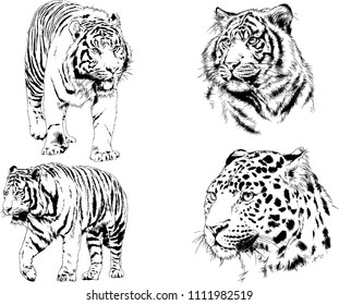 vector drawings sketches different predator , tigers lions cheetahs and leopards are drawn in ink by hand , objects with no background
