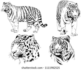 vector drawings sketches different predator , tigers lions cheetahs and leopards are drawn in ink by hand , objects with no background
