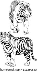 vector drawings sketches different predator , tigers lions cheetahs and leopards are drawn in ink by hand , objects with no background
