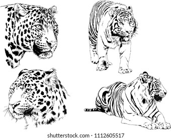 vector drawings sketches different predator , tigers lions cheetahs and leopards are drawn in ink by hand , objects with no background
