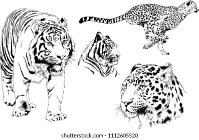 vector drawings sketches different predator , tigers lions cheetahs and leopards are drawn in ink by hand , objects with no background
