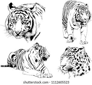 vector drawings sketches different predator , tigers lions cheetahs and leopards are drawn in ink by hand , objects with no background
