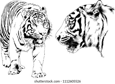 vector drawings sketches different predator , tigers lions cheetahs and leopards are drawn in ink by hand , objects with no background
