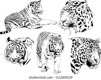 vector drawings sketches different predator , tigers lions cheetahs and leopards are drawn in ink by hand , objects with no background
