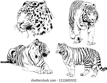 vector drawings sketches different predator , tigers lions cheetahs and leopards are drawn in ink by hand , objects with no background
