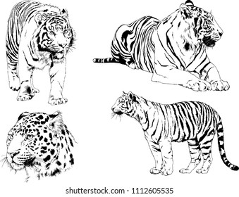 vector drawings sketches different predator , tigers lions cheetahs and leopards are drawn in ink by hand , objects with no background
