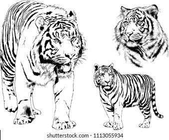 vector drawings sketches different predator , tigers lions cheetahs and leopards are drawn in ink by hand , objects with no background
