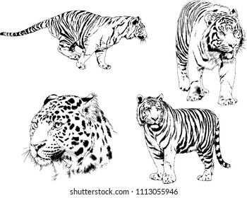 vector drawings sketches different predator , tigers lions cheetahs and leopards are drawn in ink by hand , objects with no background
