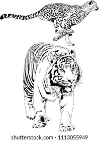 vector drawings sketches different predator , tigers lions cheetahs and leopards are drawn in ink by hand , objects with no background
