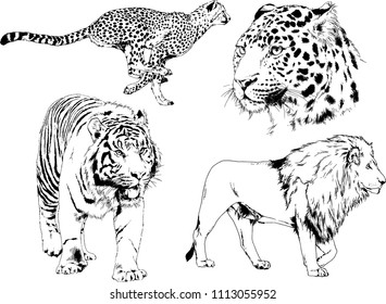 vector drawings sketches different predator , tigers lions cheetahs and leopards are drawn in ink by hand , objects with no background
