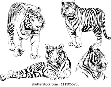 vector drawings sketches different predator , tigers lions cheetahs and leopards are drawn in ink by hand , objects with no background
