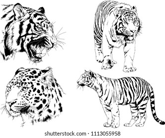 vector drawings sketches different predator , tigers lions cheetahs and leopards are drawn in ink by hand , objects with no background
