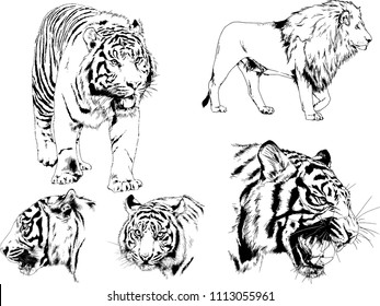 vector drawings sketches different predator , tigers lions cheetahs and leopards are drawn in ink by hand , objects with no background
