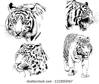 vector drawings sketches different predator , tigers lions cheetahs and leopards are drawn in ink by hand , objects with no background
