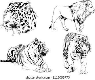 vector drawings sketches different predator , tigers lions cheetahs and leopards are drawn in ink by hand , objects with no background
