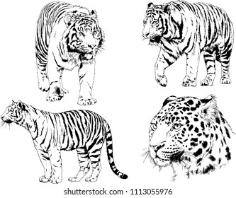 vector drawings sketches different predator , tigers lions cheetahs and leopards are drawn in ink by hand , objects with no background
