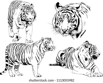 vector drawings sketches different predator , tigers lions cheetahs and leopards are drawn in ink by hand , objects with no background
