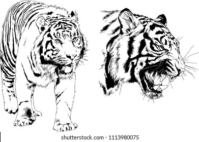 vector drawings sketches different predator , tigers lions cheetahs and leopards are drawn in ink by hand , objects with no background
