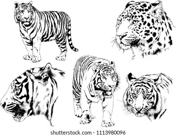 vector drawings sketches different predator , tigers lions cheetahs and leopards are drawn in ink by hand , objects with no background
