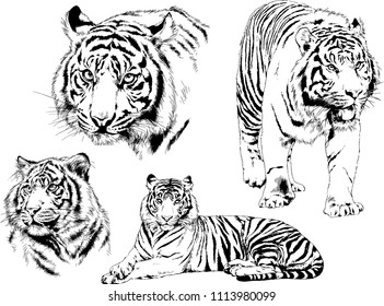 vector drawings sketches different predator , tigers lions cheetahs and leopards are drawn in ink by hand , objects with no background
