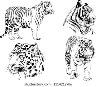 vector drawings sketches different predator , tigers lions cheetahs and leopards are drawn in ink by hand , objects with no background
