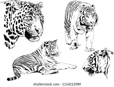 vector drawings sketches different predator , tigers lions cheetahs and leopards are drawn in ink by hand , objects with no background
