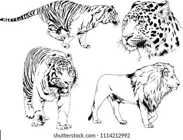 vector drawings sketches different predator , tigers lions cheetahs and leopards are drawn in ink by hand , objects with no background
