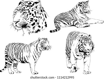 vector drawings sketches different predator , tigers lions cheetahs and leopards are drawn in ink by hand , objects with no background

