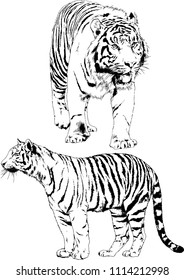 vector drawings sketches different predator , tigers lions cheetahs and leopards are drawn in ink by hand , objects with no background
