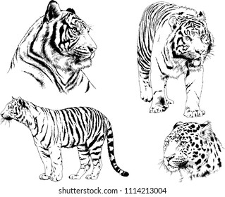 vector drawings sketches different predator , tigers lions cheetahs and leopards are drawn in ink by hand , objects with no background
