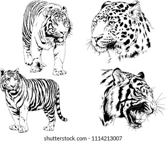 vector drawings sketches different predator , tigers lions cheetahs and leopards are drawn in ink by hand , objects with no background
