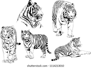 vector drawings sketches different predator , tigers lions cheetahs and leopards are drawn in ink by hand , objects with no background
