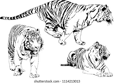 vector drawings sketches different predator , tigers lions cheetahs and leopards are drawn in ink by hand , objects with no background

