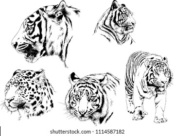 vector drawings sketches different predator , tigers lions cheetahs and leopards are drawn in ink by hand , objects with no background
