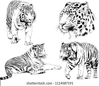 vector drawings sketches different predator , tigers lions cheetahs and leopards are drawn in ink by hand , objects with no background
