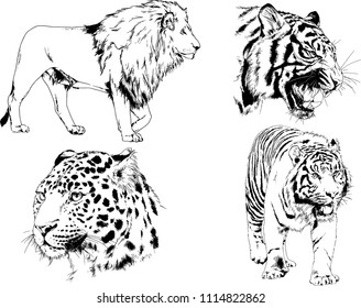 vector drawings sketches different predator , tigers lions cheetahs and leopards are drawn in ink by hand , objects with no background
