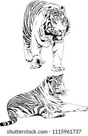 vector drawings sketches different predator , tigers are drawn in ink by hand , objects with no background
