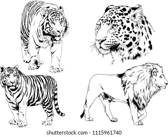 vector drawings sketches different predator , tigers lions cheetahs and leopards are drawn in ink by hand , objects with no background
