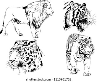 vector drawings sketches different predator , tigers lions cheetahs and leopards are drawn in ink by hand , objects with no background
