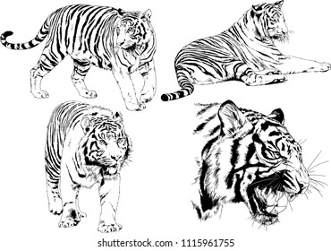 vector drawings sketches different predator , tigers are drawn in ink by hand , objects with no background
