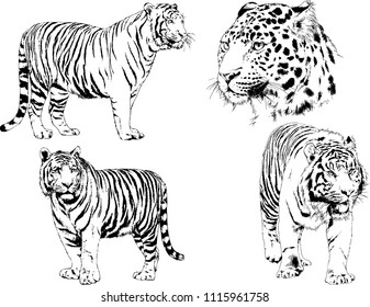 vector drawings sketches different predator , tigers  cheetahs and leopards are drawn in ink by hand , objects with no background
