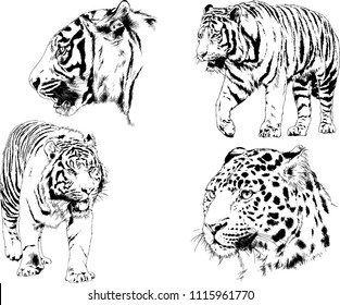 vector drawings sketches different predator , tigers cheetahs and leopards are drawn in ink by hand , objects with no background
