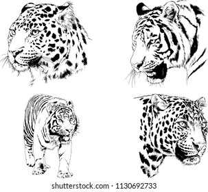 vector drawings sketches different predator , tigers cheetahs and leopards are drawn in ink by hand , objects with no background
