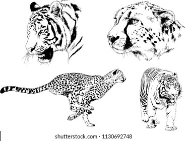 vector drawings sketches different predator , tigers cheetahs and leopards are drawn in ink by hand , objects with no background
