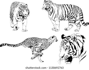 vector drawings sketches different predator , tigers cheetahs and leopards are drawn in ink by hand , objects with no background
