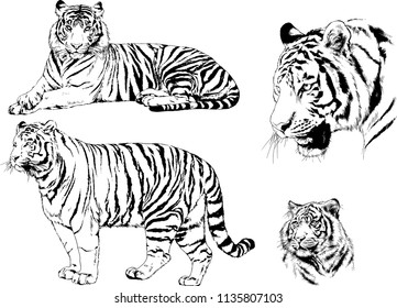 vector drawings sketches different predator , tigers lions cheetahs and leopards are drawn in ink by hand , objects with no background