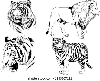vector drawings sketches different predator , tigers lions are drawn in ink by hand , objects with no background