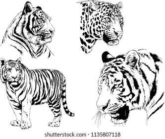 vector drawings sketches different predator , tigers cheetahs and leopards are drawn in ink by hand , objects with no background