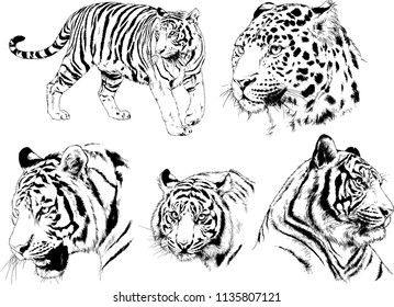 vector drawings sketches different predator , tigers cheetahs and leopards are drawn in ink by hand , objects with no background